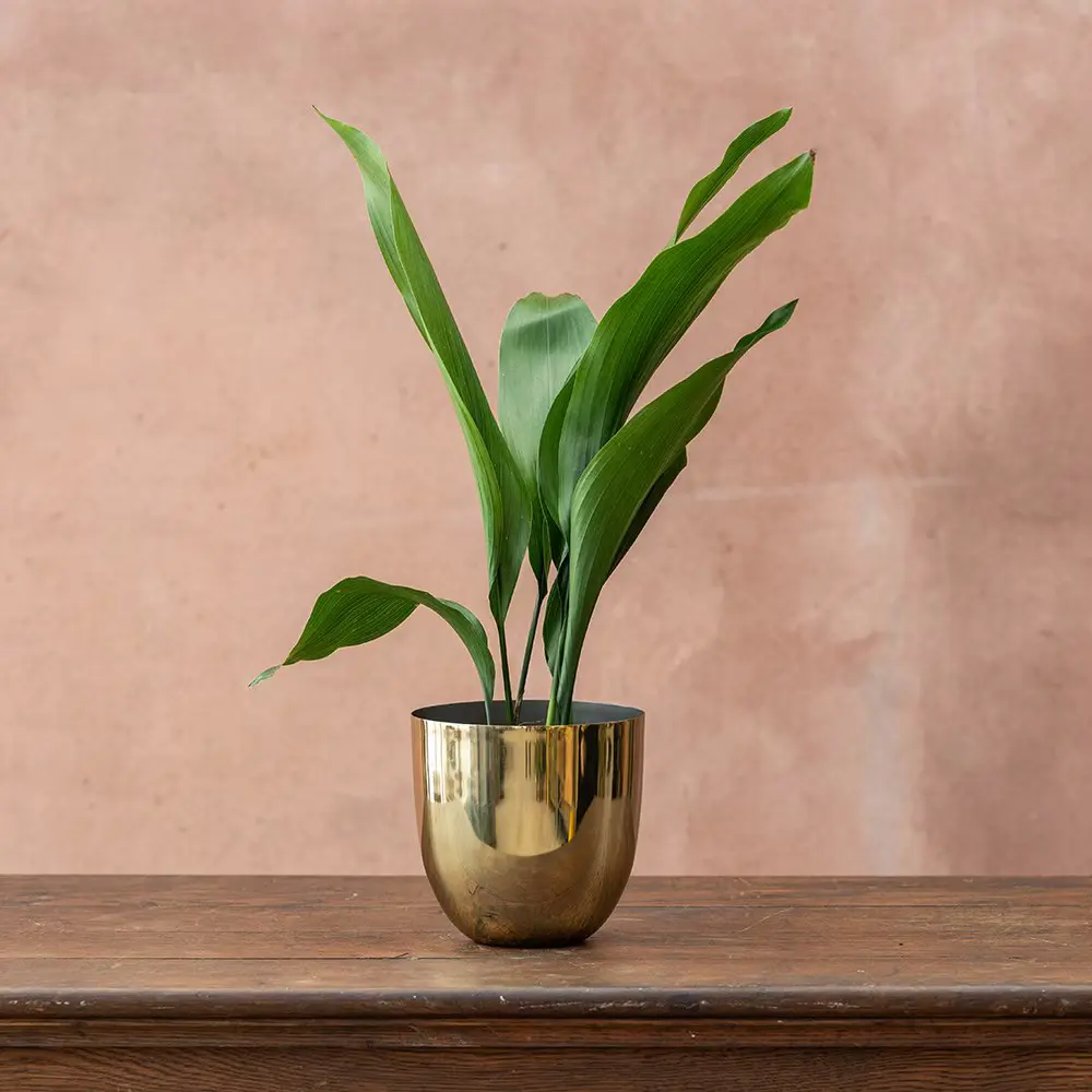 A dark green Cast Iron Plant in a elegant gold pot, an **easy office plant** known for its extreme resilience in low light.