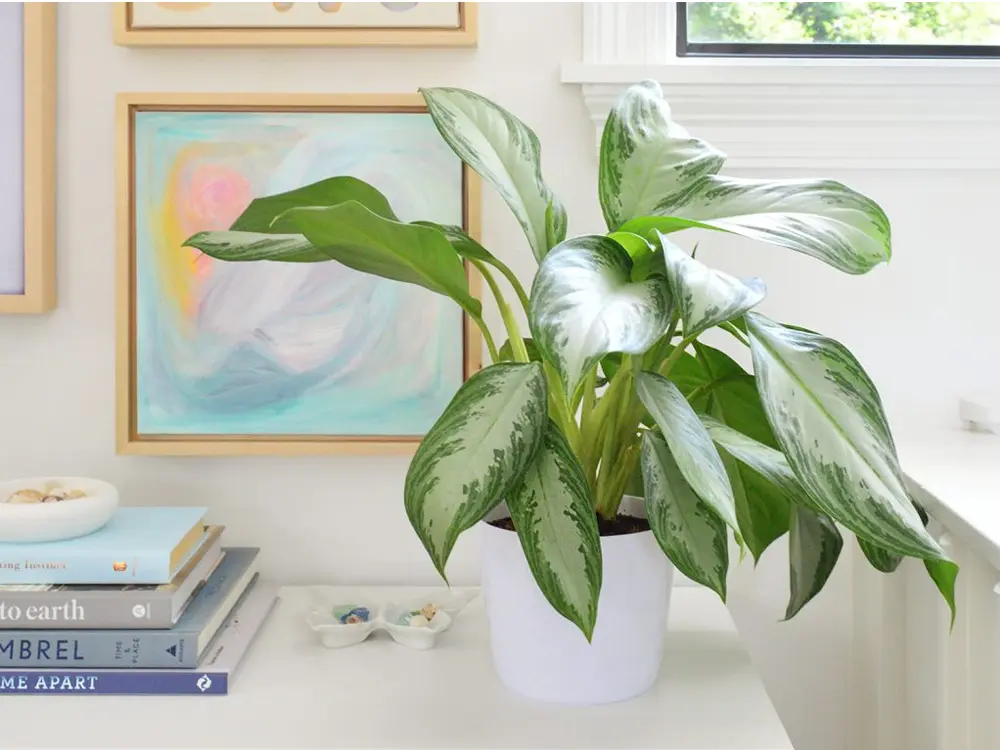 A vibrant Chinese Evergreen with green and silver leaves on a white table, an **easy office plant** that adds color and purifies air.