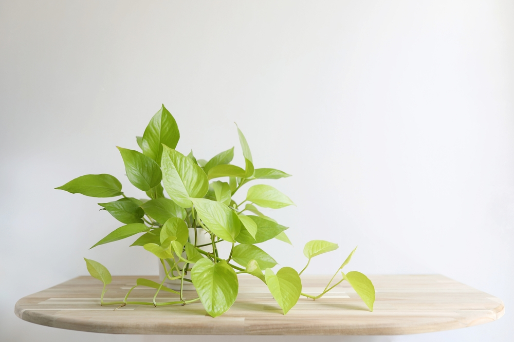 A vibrant Neon Pothos plant with bright green leaves on a light wooden shelf, a versatile and **easy office plant** for any setup.