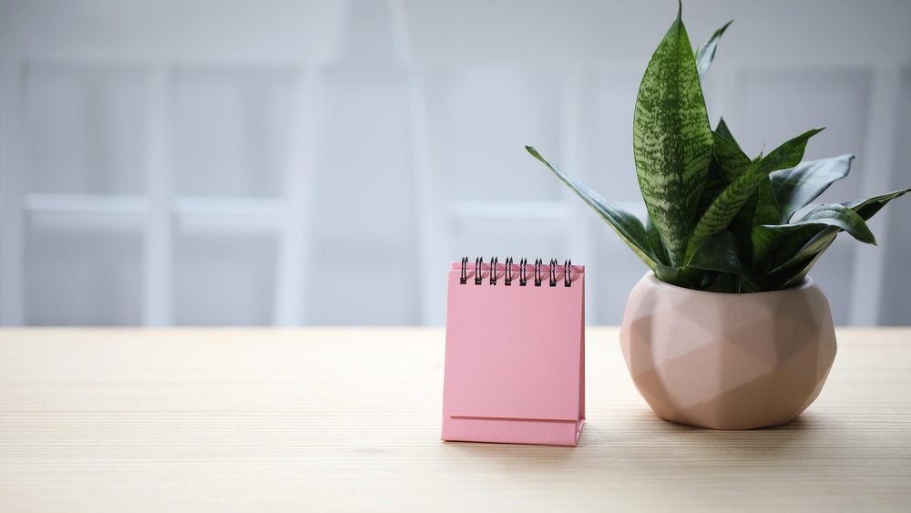 A compact Snake Plant in a small pot next to a pink notebook, an **easy office plant** ideal for quiet desk corners.