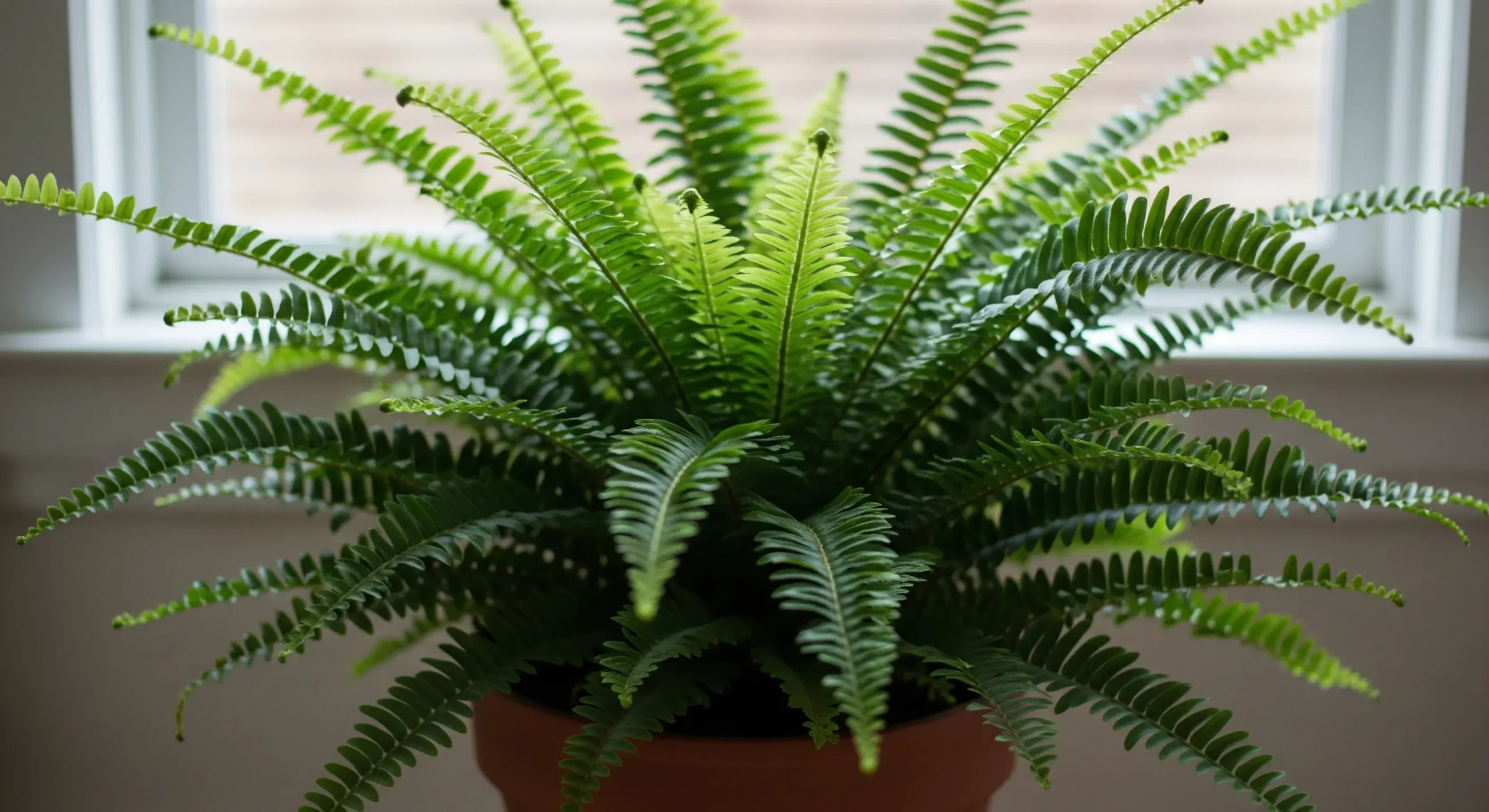 A vibrant Boston Fern with lush, feathery green fronds, an excellent **air purifying plant** also known for boosting indoor humidity.