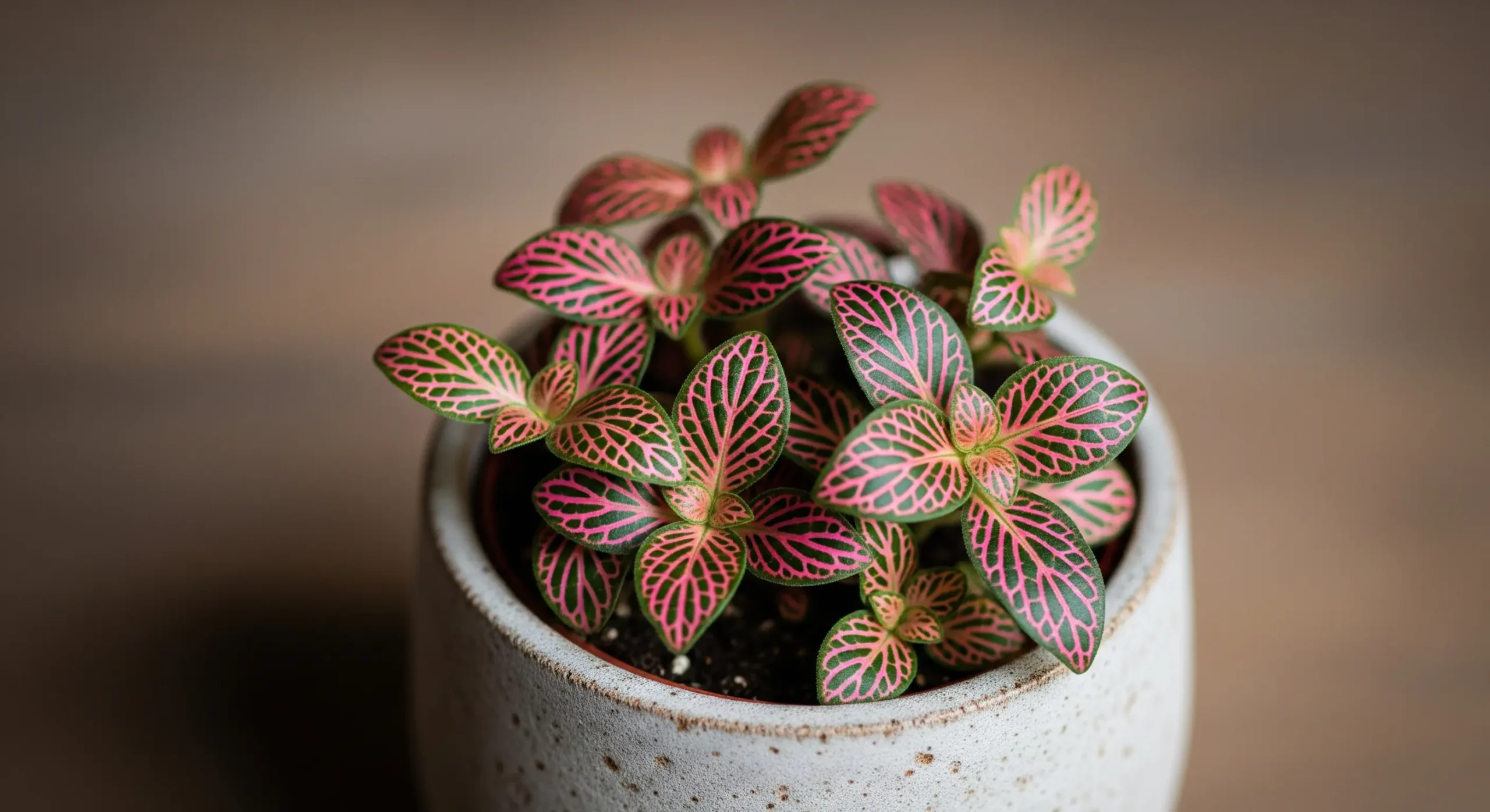 A small, vibrant Fittonia plant with pink and green veined leaves in a decorative pot, a perfect **plant for small apartments** adding a pop of color to tiny spots.