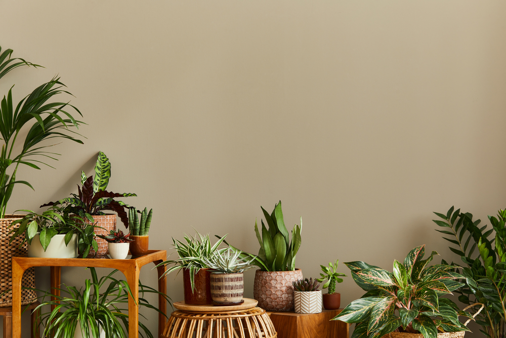 Collection of easy indoor plants for stress relief in a modern apartment, perfect for busy women in Australia.