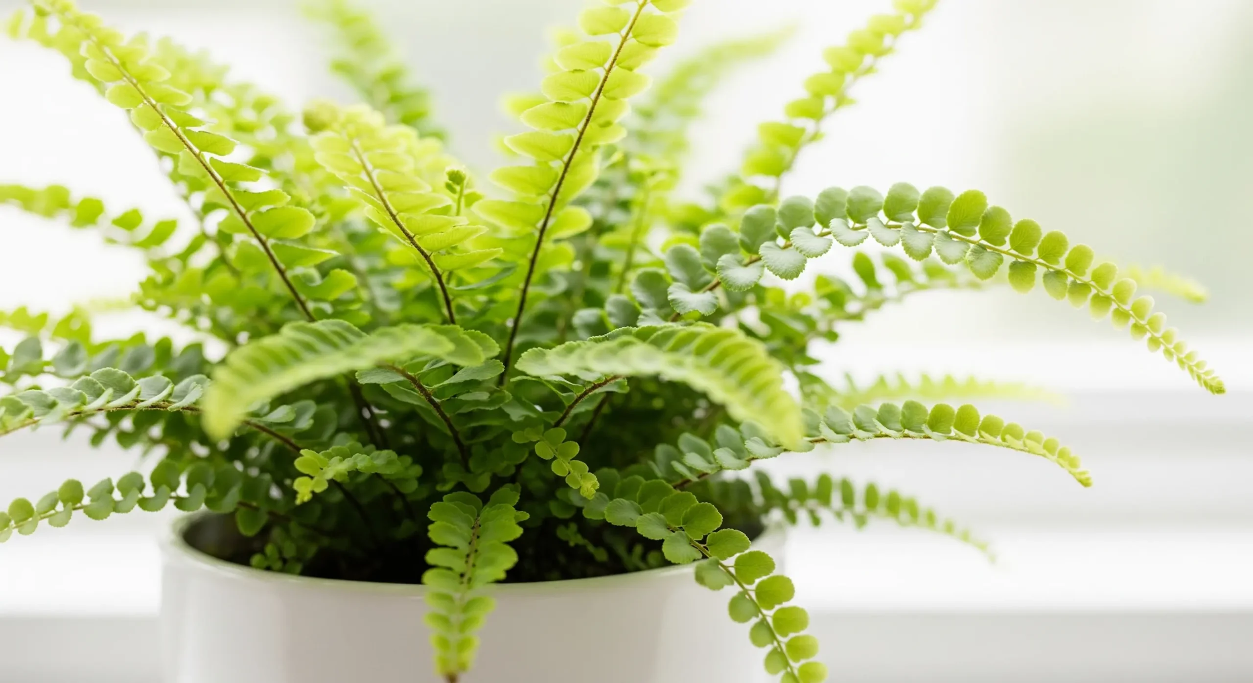 A compact Lemon Button Fern with delicate, round green leaves in a small pot, an ideal **plant for small apartments** for adding texture and a fresh scent.