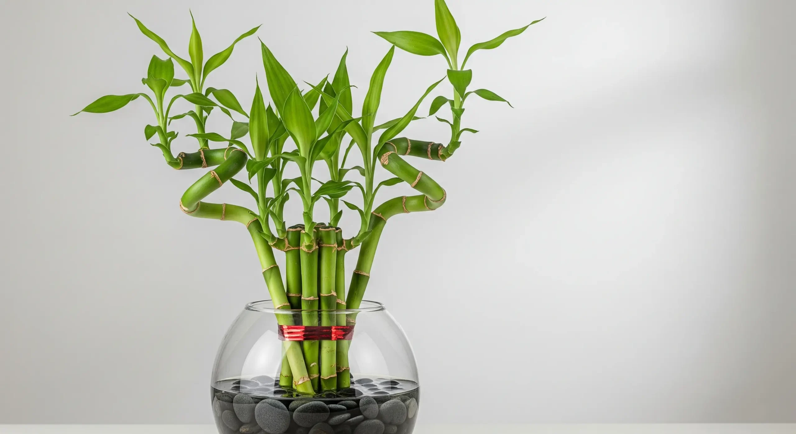 Multiple stalks of Lucky Bamboo artistically arranged in a glass vase with pebbles, a traditional **feng shui plant** symbolizing good fortune and health.