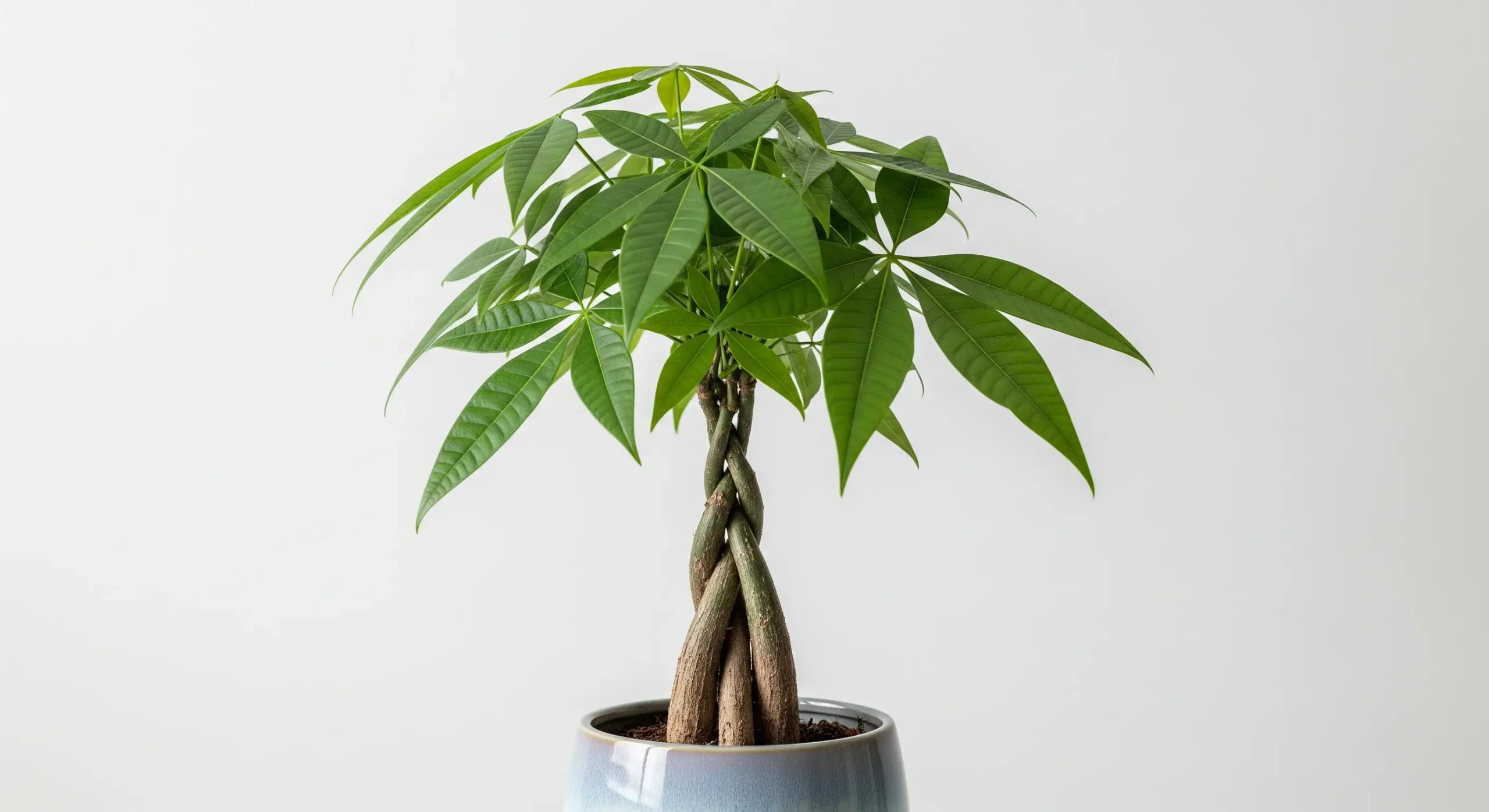A vibrant Money Tree plant with a braided trunk in a stylish pot, a classic **plant gift** for attracting prosperity and good fortune in new ventures.