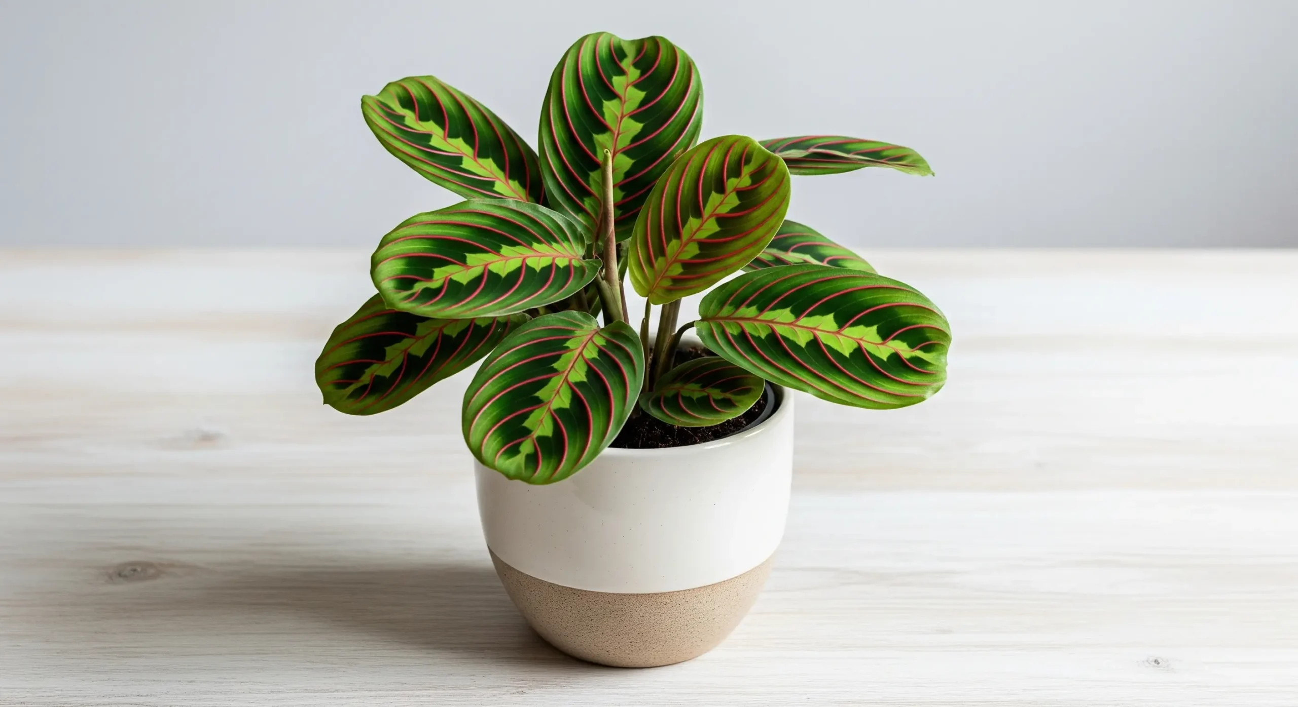 A vibrant Prayer Plant with striking green and red patterned leaves in a small pot, a perfect **plant for small apartments** to add natural beauty and dynamic interest.